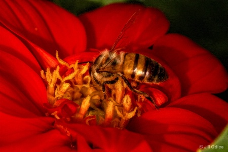 The Bee And Flower