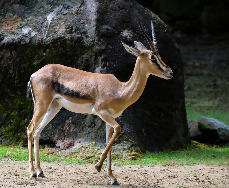 Grant's Gazelle