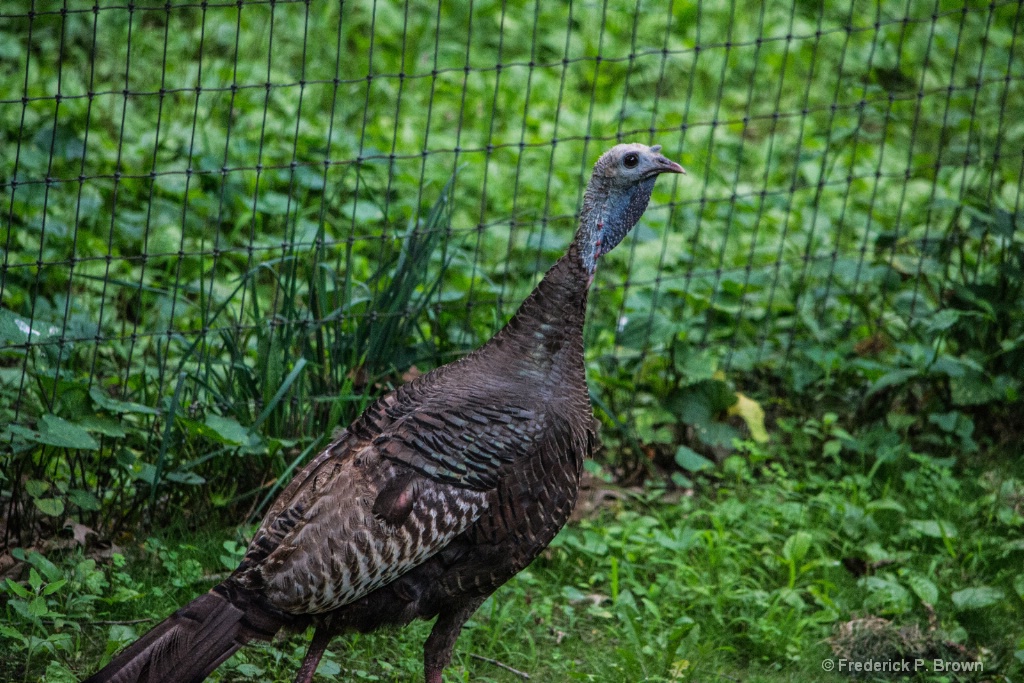 Female Wild Turkey-1