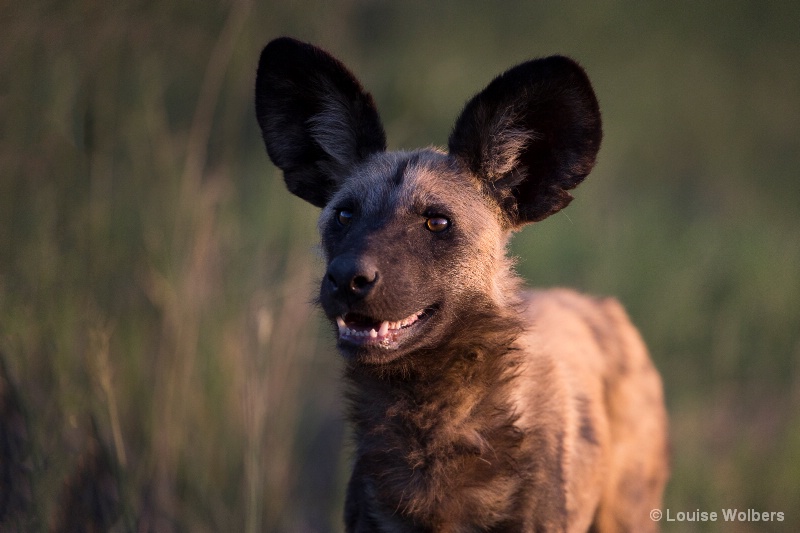 Smiling Wild Dog - ID: 15184182 © Louise Wolbers
