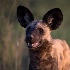 2Smiling Wild Dog - ID: 15184182 © Louise Wolbers
