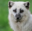 Young Arctic Fox