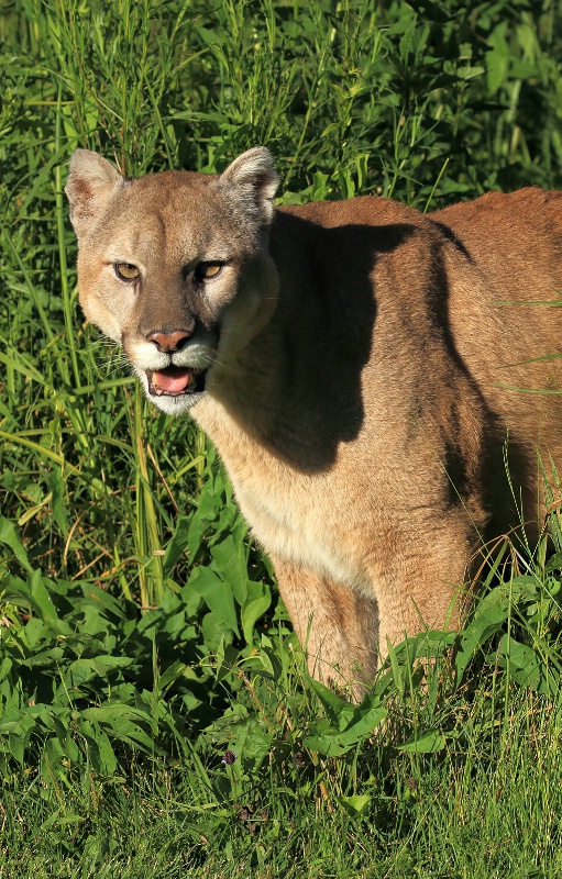 Cougar Shadow