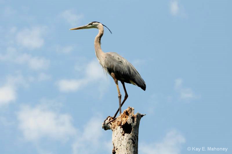 Great Blue Heron