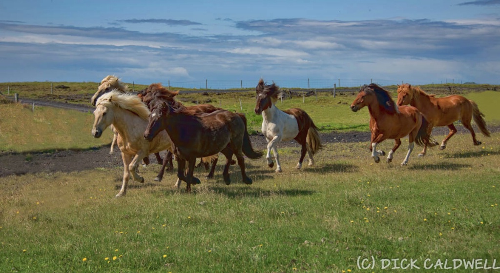 Icelandic horses - ID: 15184459 © Gloria Matyszyk