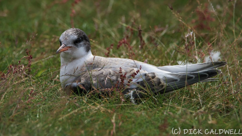 Iceland bird - ID: 15184477 © Gloria Matyszyk