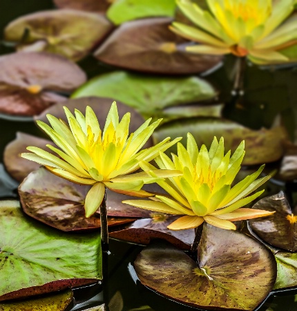 Yellow Lillies