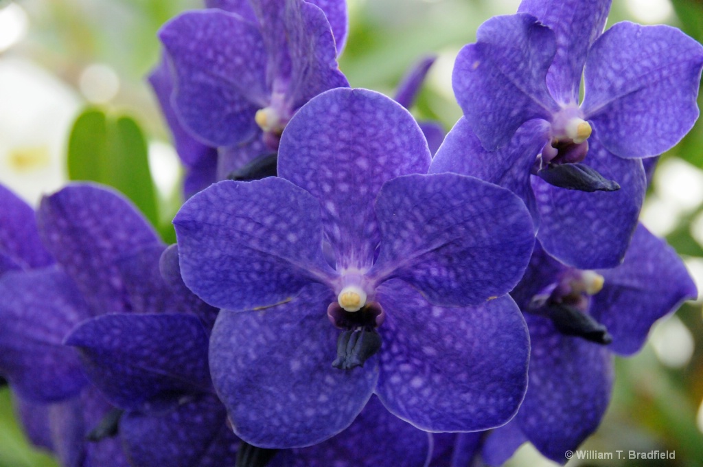 Blue Orchids.JPG