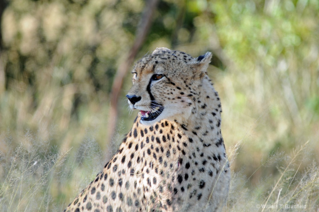Cheetah looking back