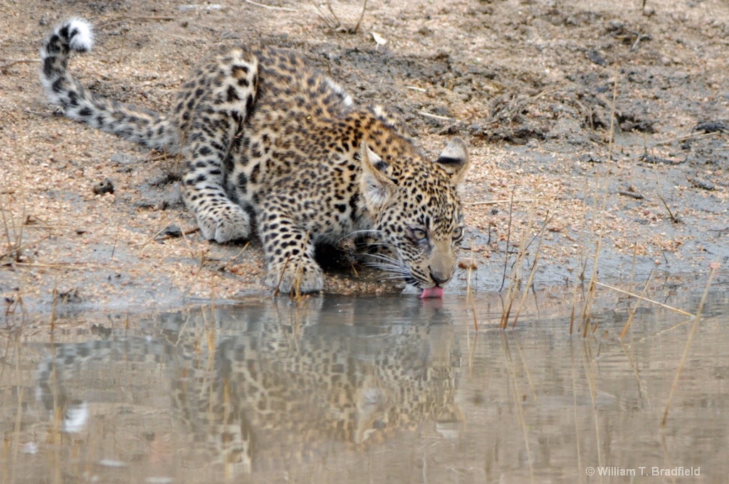 Leopard Cub Drinking