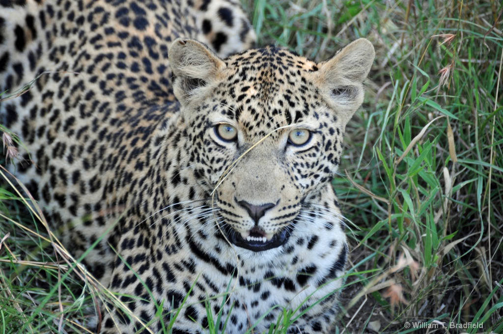 Leopard Looking 2