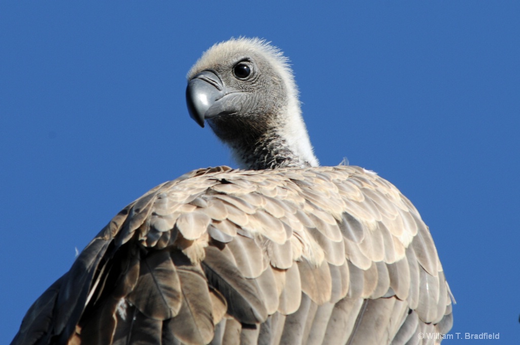 Vulture Looking