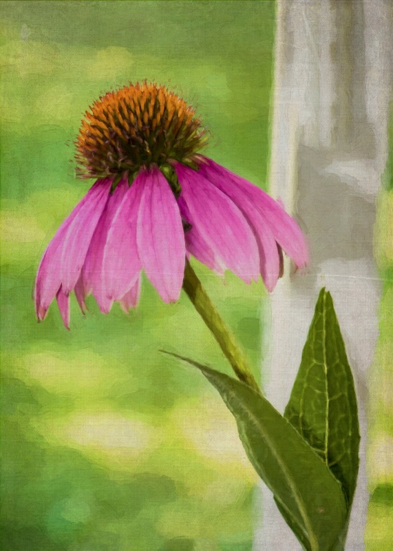 Cone Flower