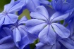 Tangled Up In Blu...