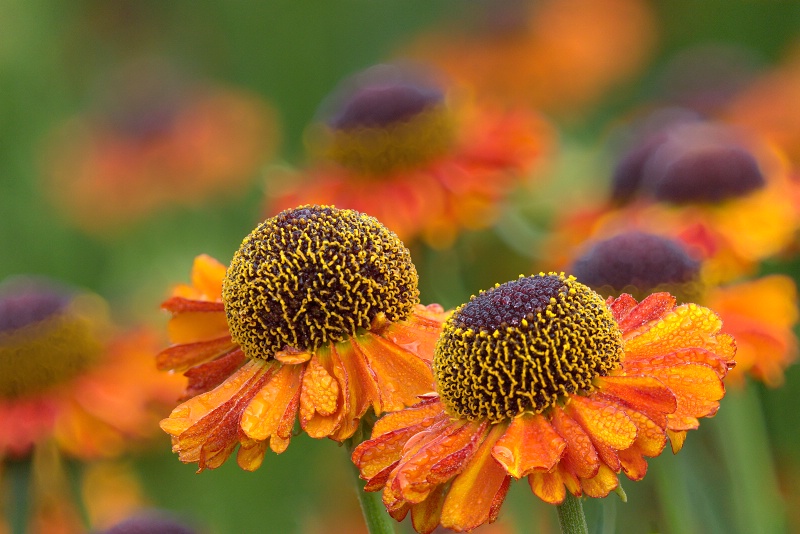 Sassy Sneezeweed