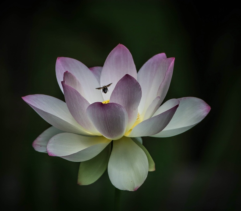 Lotus Flower