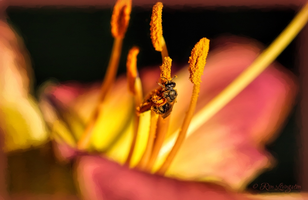 Pollinator