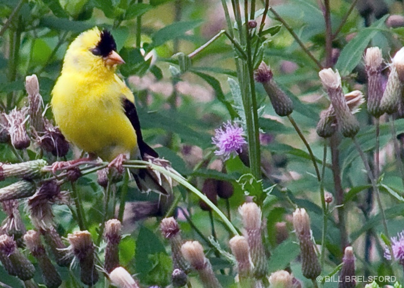 AMERICAN GOLDFINCH