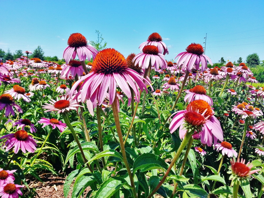 Sea of Coneflowers