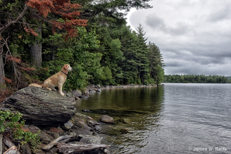 Marley in Maine...