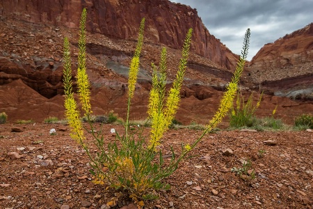 Capital Reef NP Wildflower:  Prince's Plume