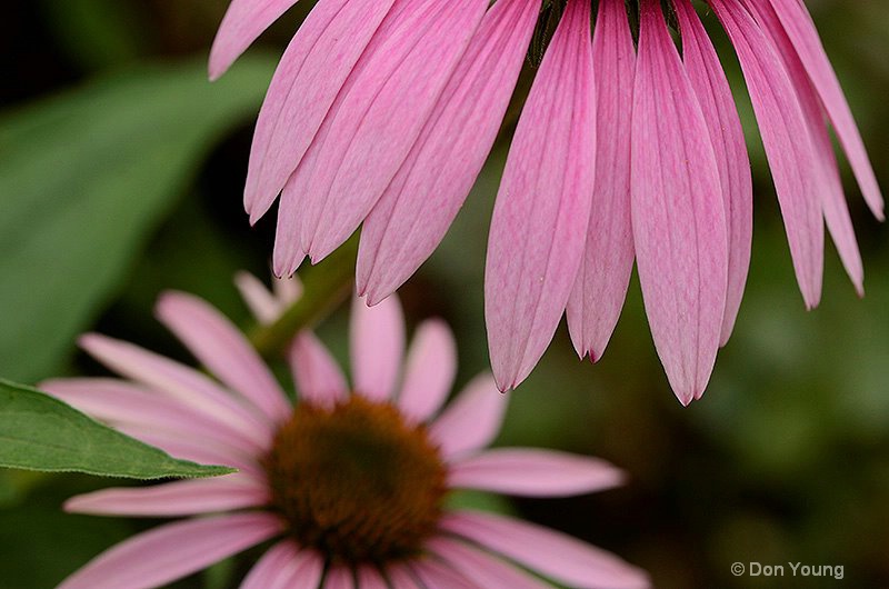 Cone Petals