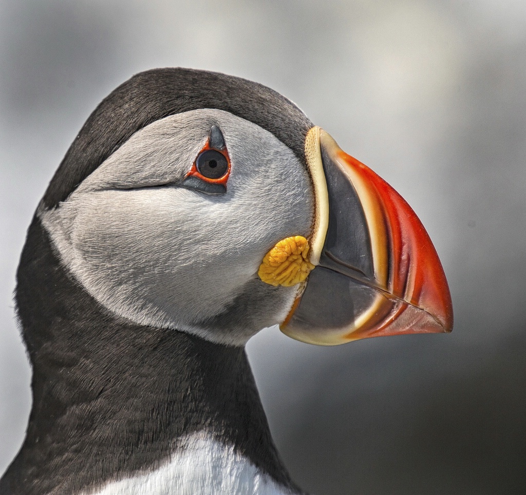 Puffin