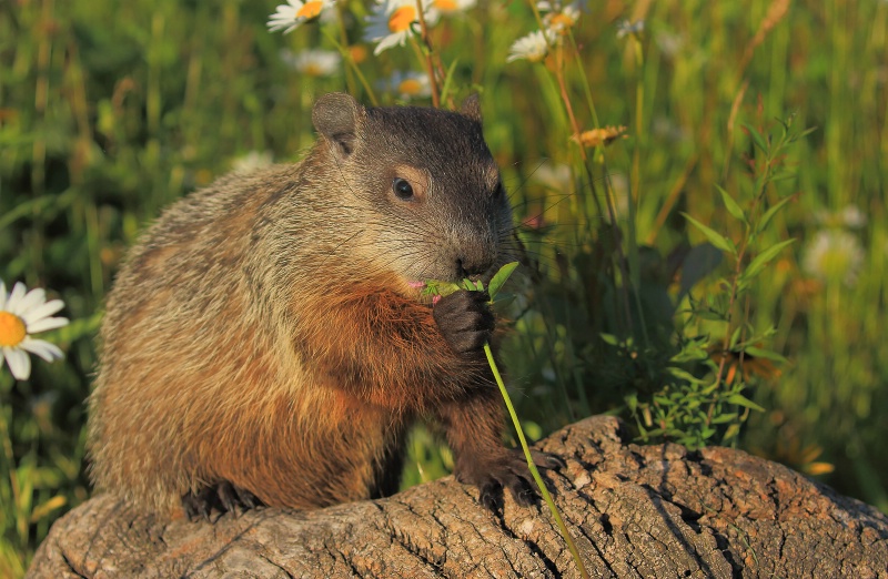 Baby Woodchuck