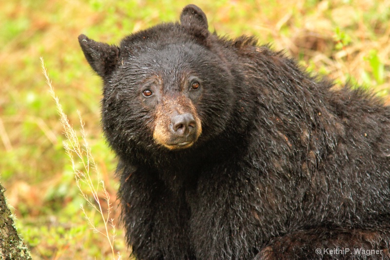 Black Bear up close