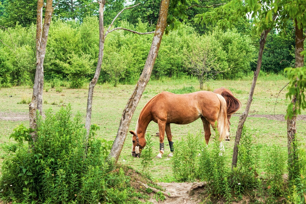 Grazing