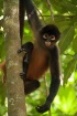 Monkey Business