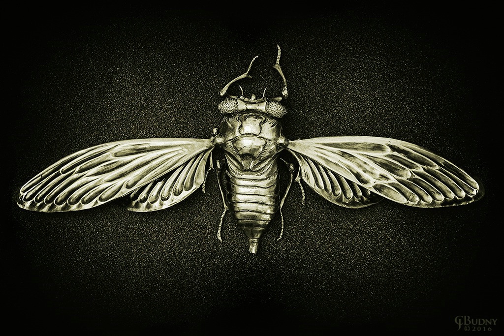 Cicada Aeternam