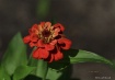 Little Red
