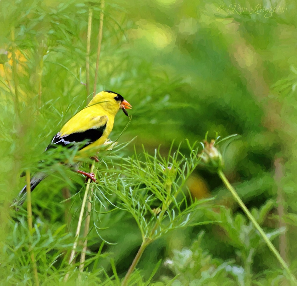 American Goldfinch Male