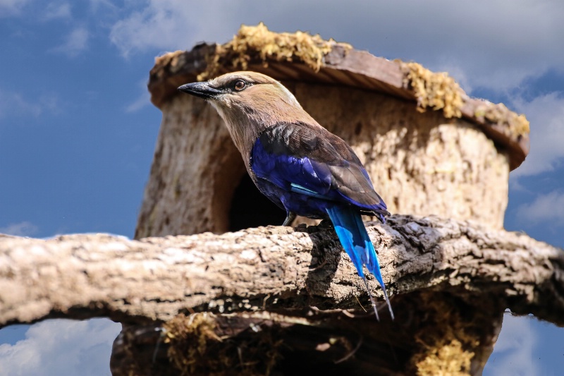 Blue-bellied Roller 