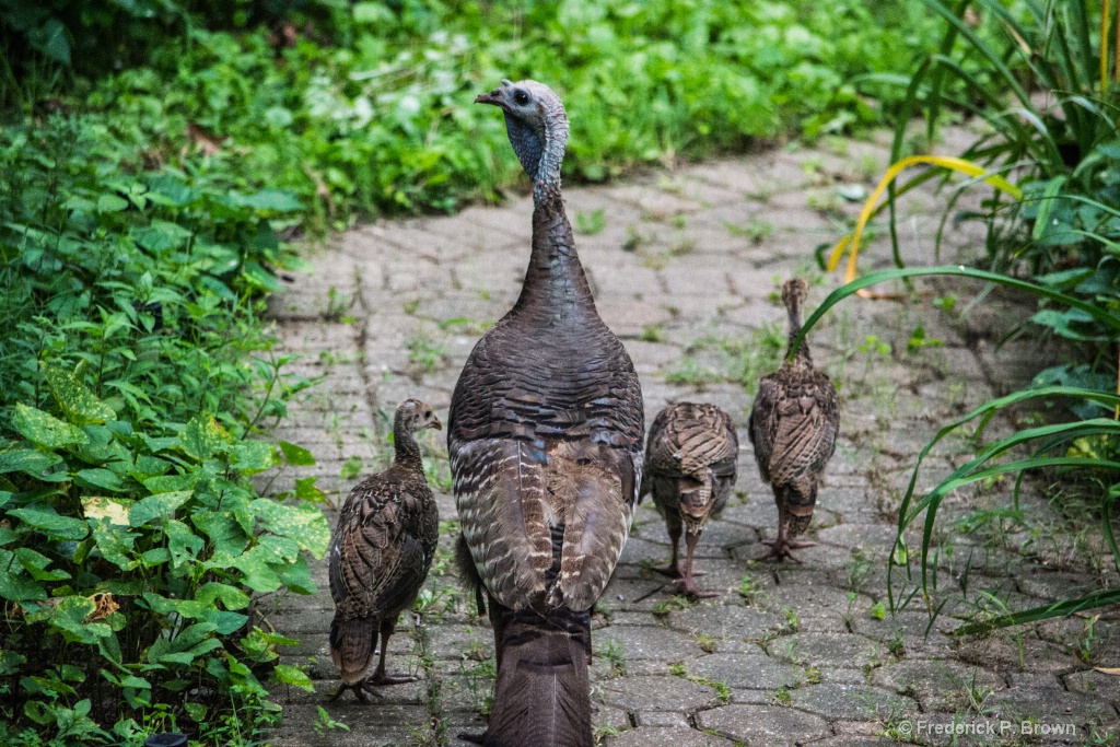 Mother and Baby Turkeys on our walkway-1