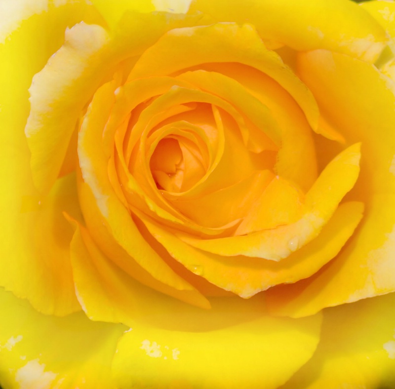 Yellow Rose off Texaz