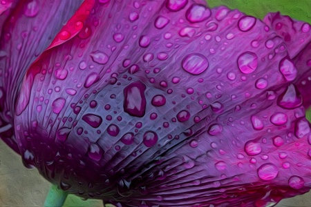 poppy after the rain