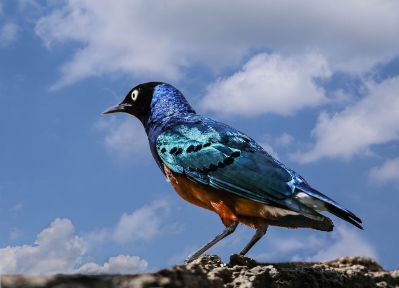 Superb Starling