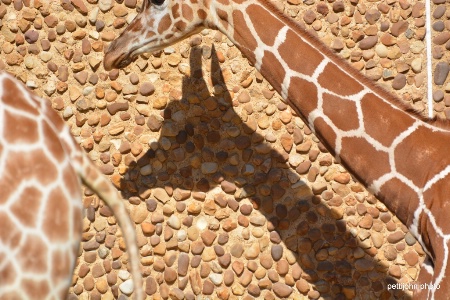  shadow on pebble wall