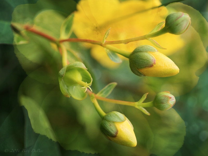 Yellow Wild Roses Composite