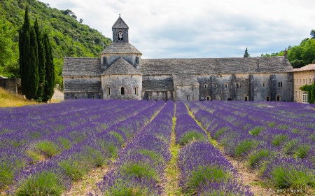 Senanque Abbey in Provence, France