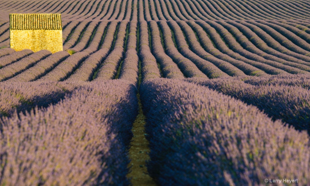 Lavender Field in Provence - ID: 15186676 © Larry Heyert