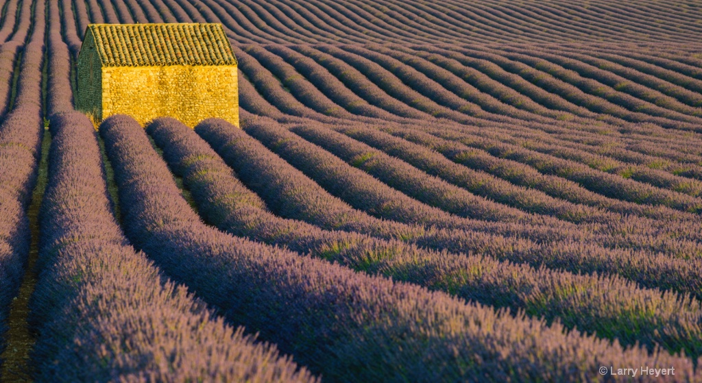 Lavender Field in Provence - ID: 15186677 © Larry Heyert