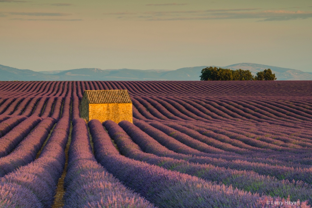 Lavender Field in Provence - ID: 15186678 © Larry Heyert