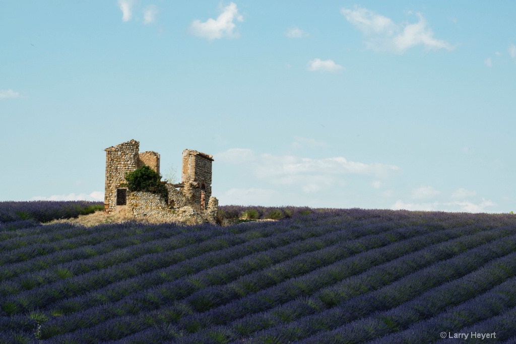 Lavender Field in Provence - ID: 15186679 © Larry Heyert