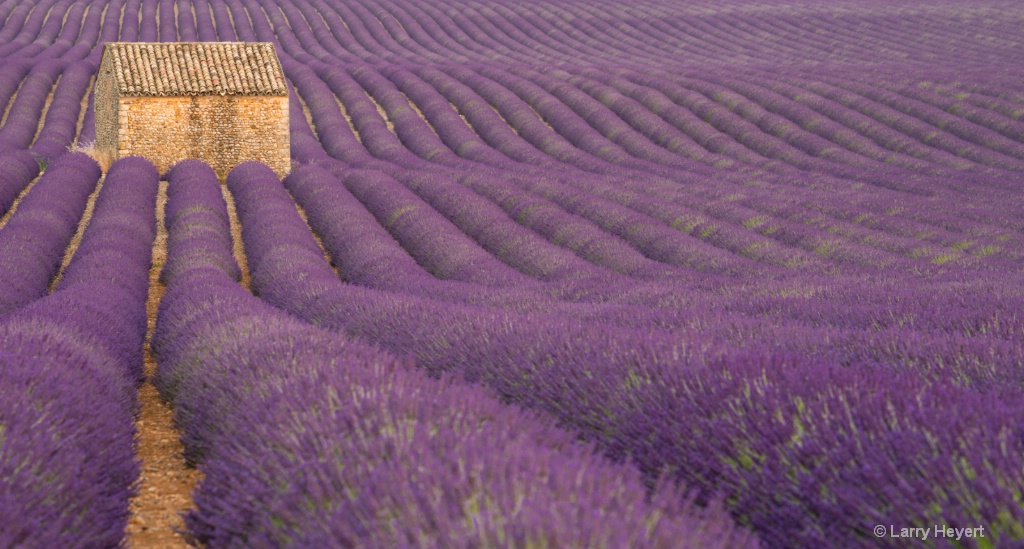 Lavender Field in Provence - ID: 15186681 © Larry Heyert