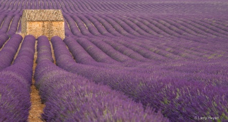 Lavender Field in Provence