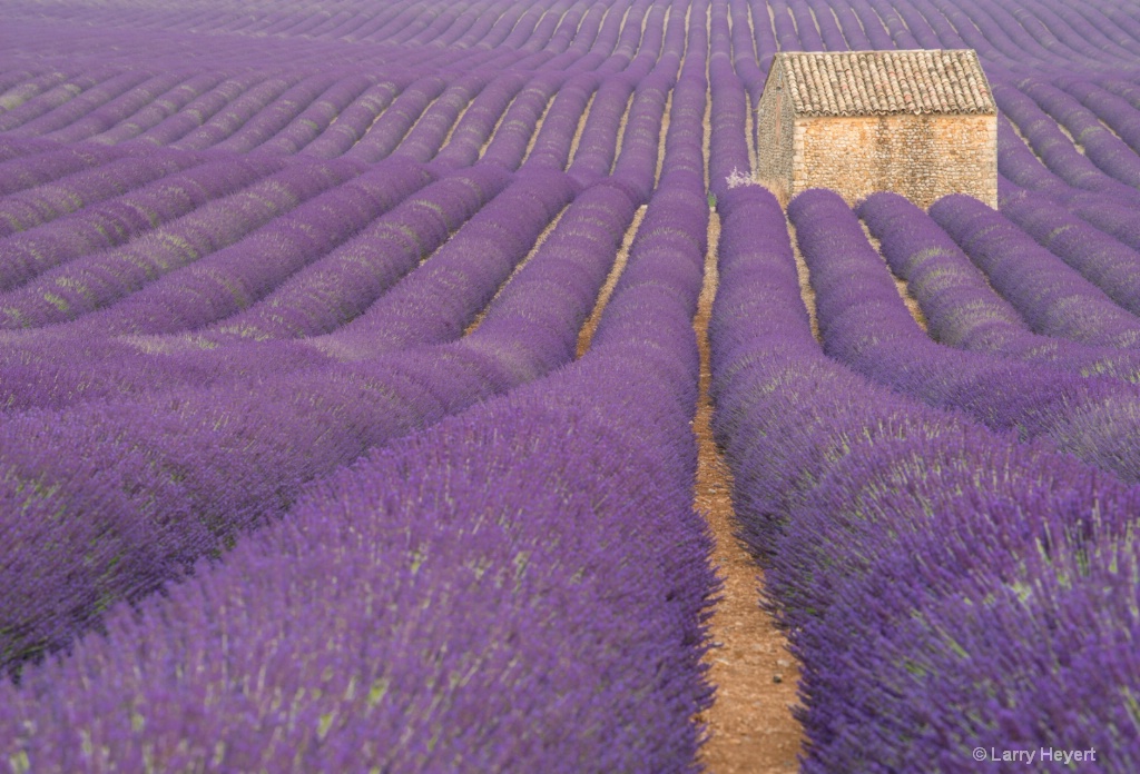 Lavender Field in Provence - ID: 15186682 © Larry Heyert