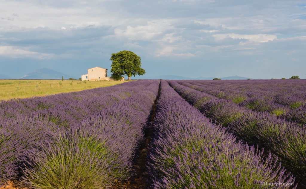 Lavender Field in Provence - ID: 15186683 © Larry Heyert